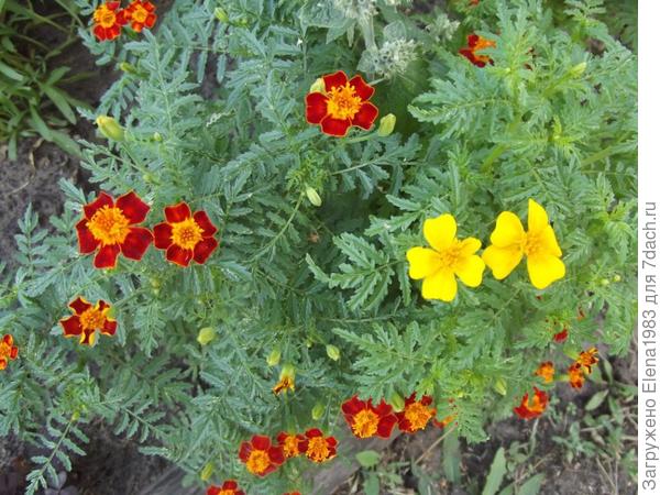 бархоточки