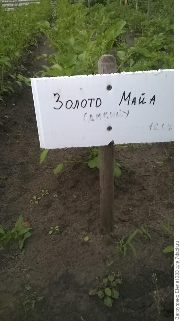 посадки картофеля