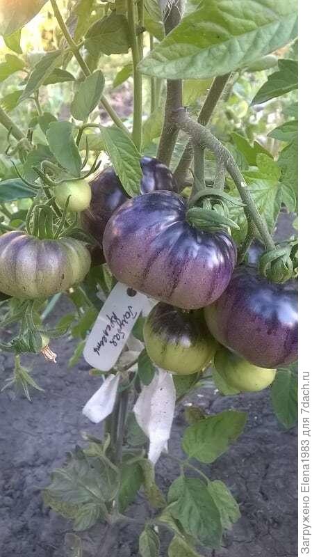 на фото видно бирку