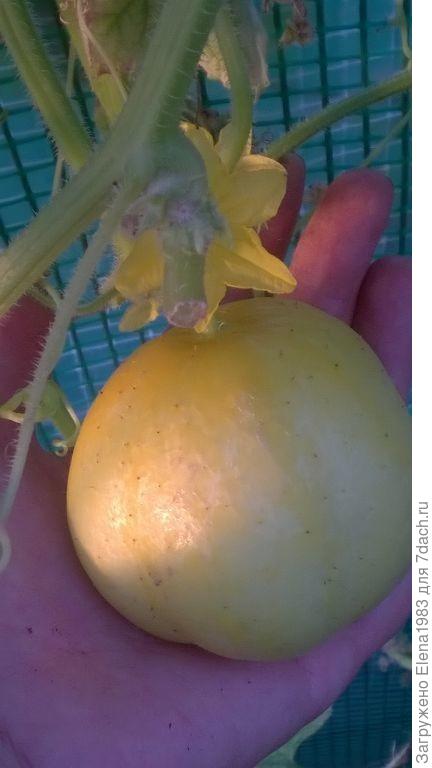 огурец &quot;Цитрон&quot;