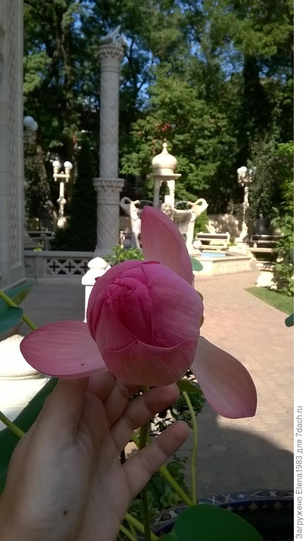 лотосы