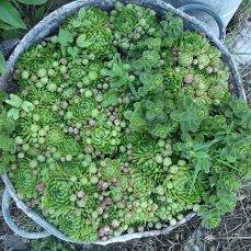 вот молодило разрослось у меня в старом тазу