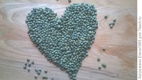 чечевица &quot;Французская зеленая&quot;