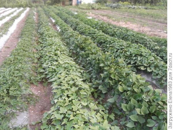 бататовое поле )