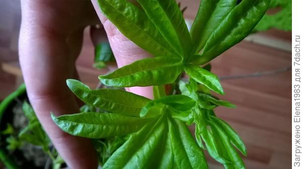 вот,уже распустил свои листочки витекс священный