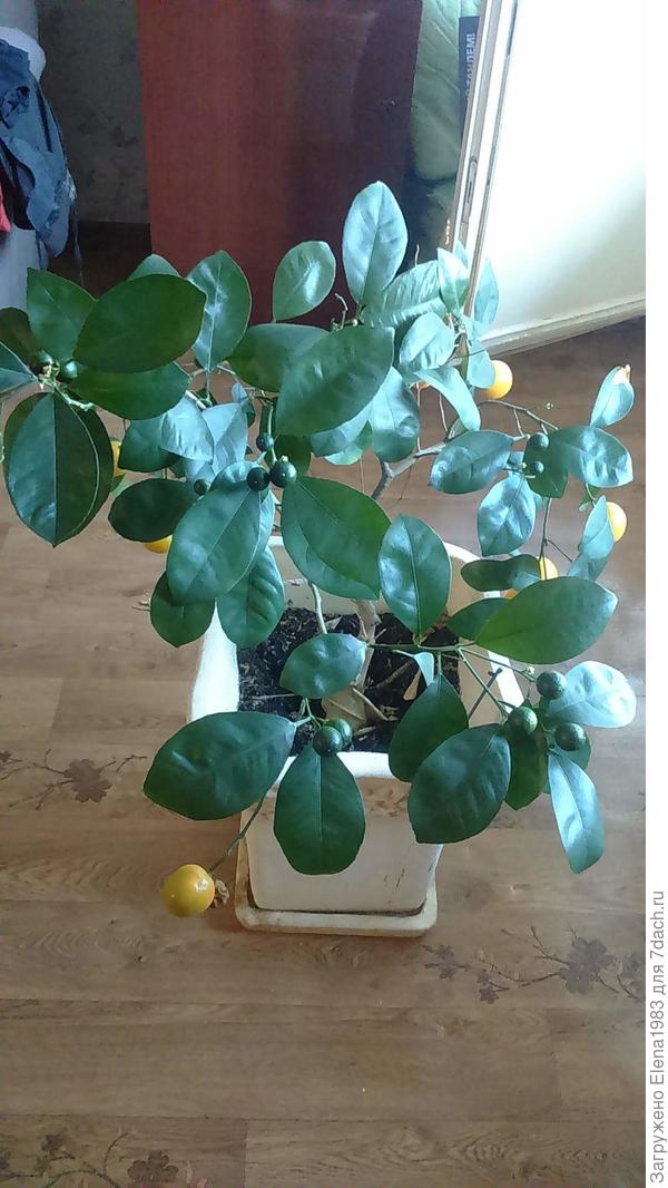 каламондин