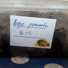 вку