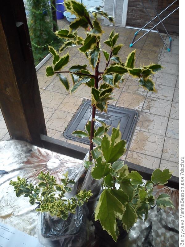 Вот такая красота пришла...