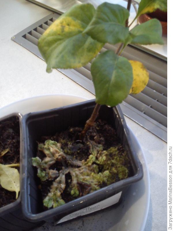 Что это в грунте у хеномелеса?