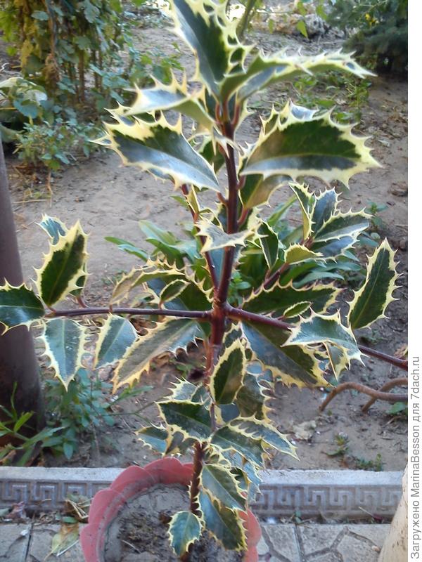 Падуб Серебряная Королева.