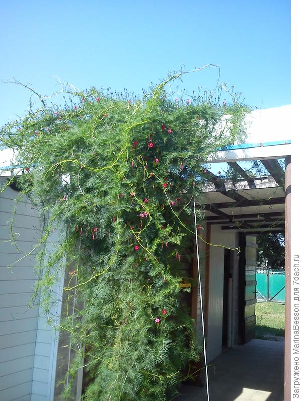 Вот такое чудо-юдо выросло из 3 семян...)