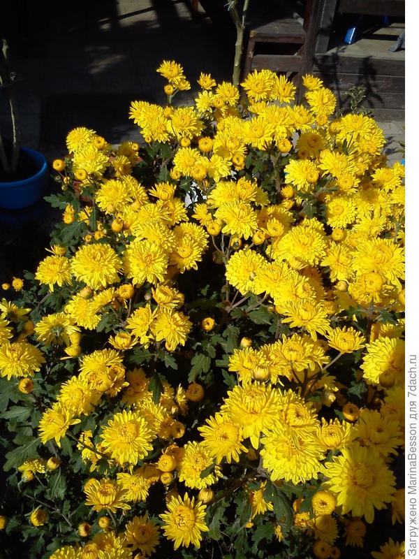 &quot;Солнце&quot; в увядающем саду...