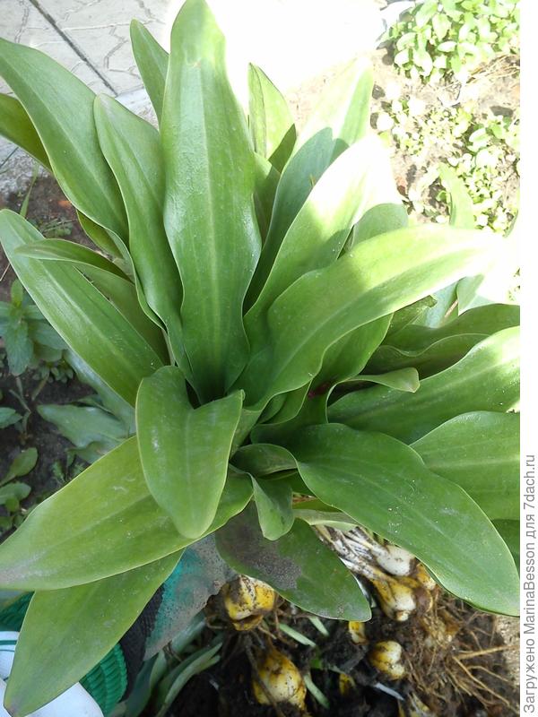 Просто розетка другая, не как у привычных лилий...