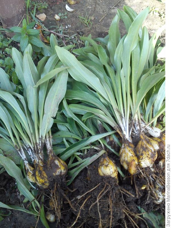 Вот такая розетка листьев.