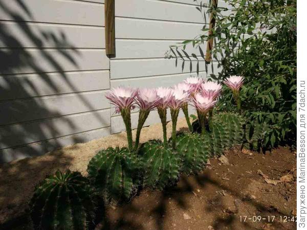 Эта идея мне нравится...)