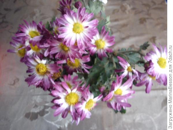 А я вот сегодня на соседней улице спионэрила...симпатишные и ароматные. Поставила укоренять.)