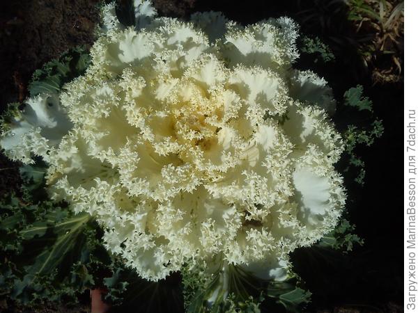 У меня до сих пор сидит...ждёт Нового года...)))