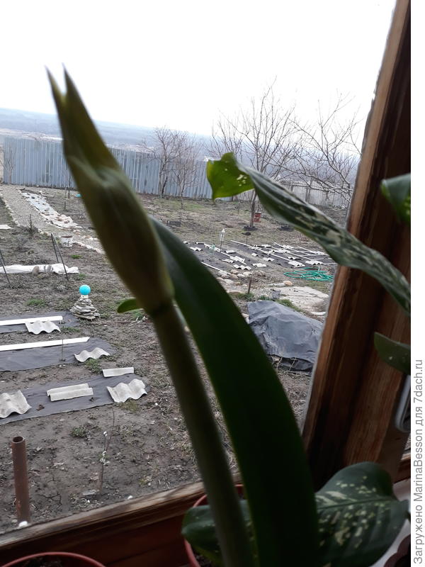 Тянемся к солнышку