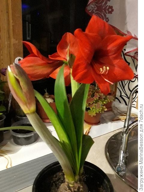 У меня тоже такой  красный  красавчик  расцвел)