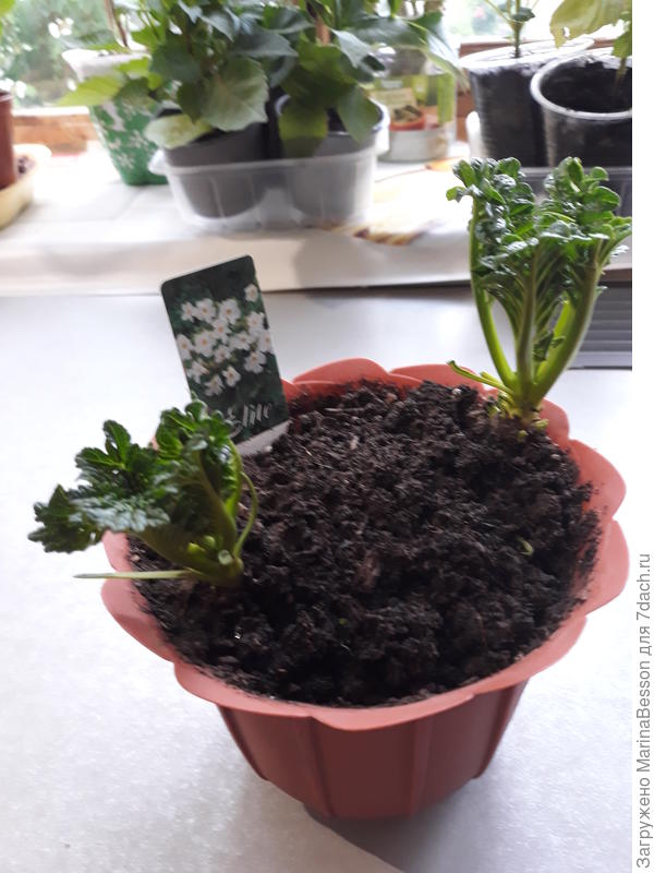 Вот такие красавишны сегодня...)