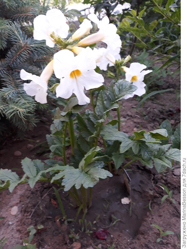 Я прям пошла и померяла)))...рост 33 см)))