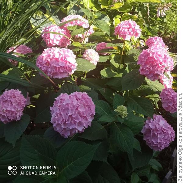 Гортензии