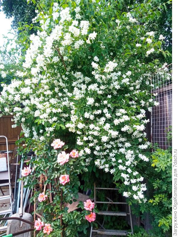 Чубушник прекрасен во время цветения