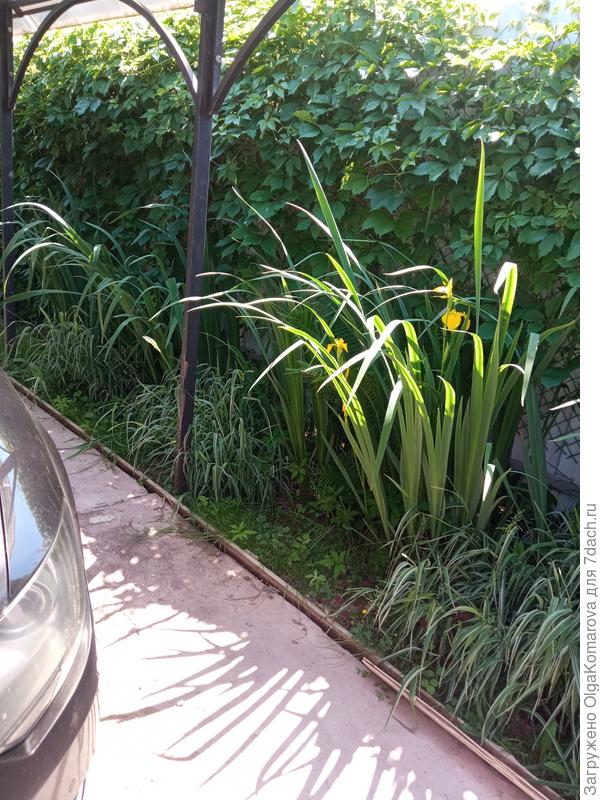 Болотные ирисы растут и цветут даже в самой тени