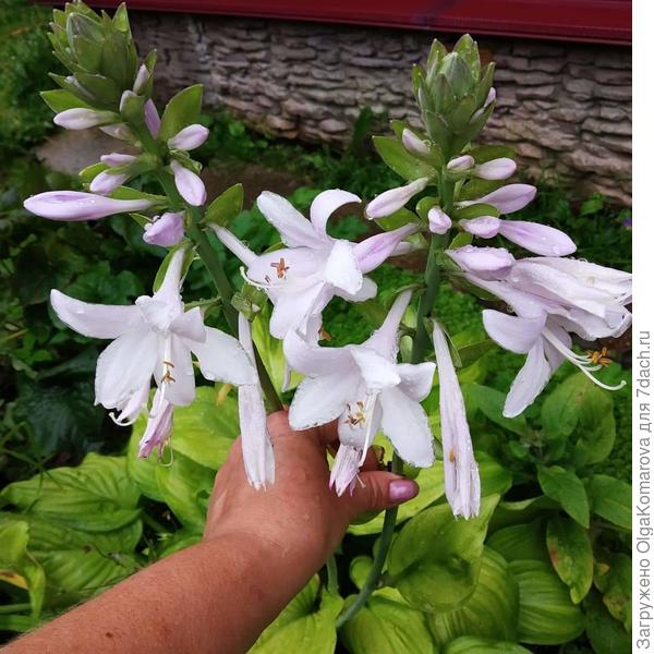 Хосты. От самых маленьких до гигантских. С огромным разнообразием расцветок листвы. Декоративны и совершенно неприхотливы.