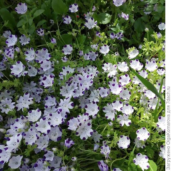 Гвоздика травянка