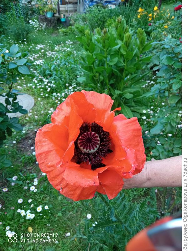 Огромные маки