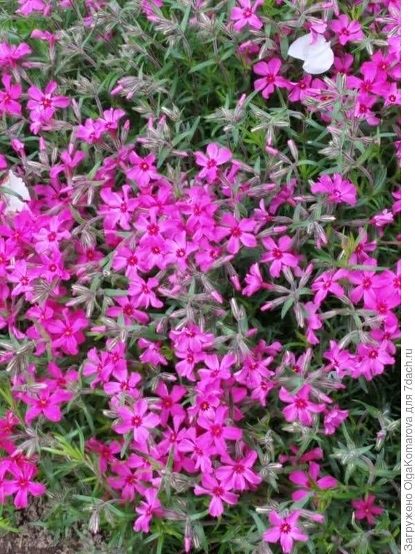 Флокс шиловидный почвопокровка