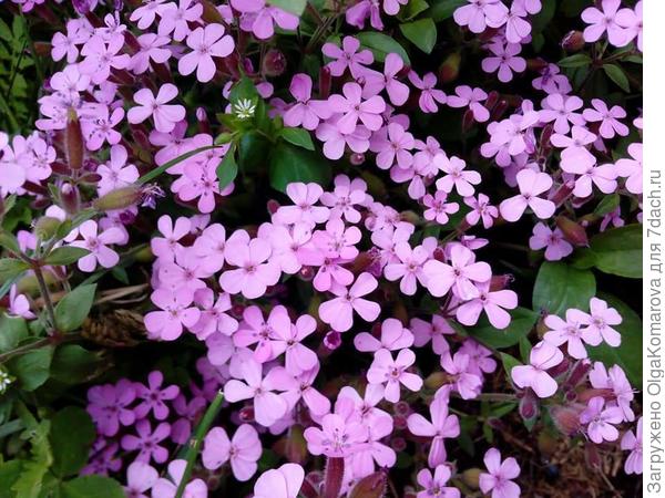 Мыльнянка тоже почвопокровка. Хорошо под розами сажать. И розам не мешает и землю укрывает.