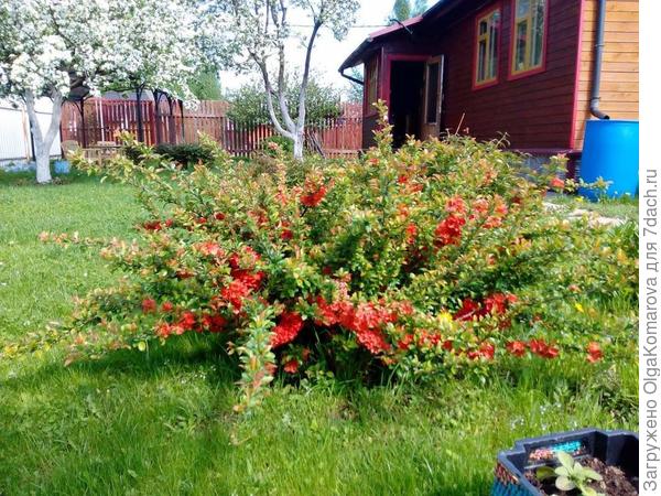 Японская айва, которая порадует вас весной ярким цветением, а осенью полезными плодами.