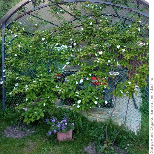 Прекрасная плодовая лиана актинидия. Или подмосковное киви. Ягоды на самом деле по вкусу похожи на киви.