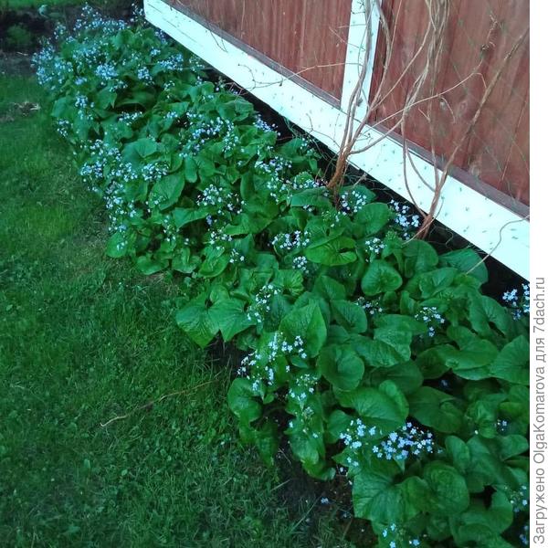 Бруннера очень похожа цветами на незабудки. А после цветения радует красивой зеленью всё лето, не зависимо от погоды.