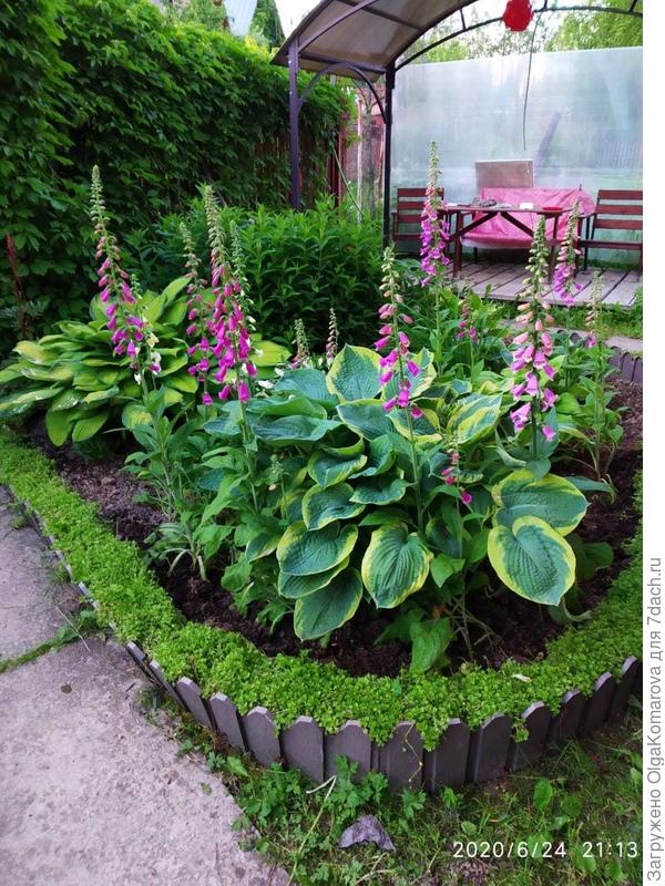 Вариант наперстянки в хостах. Создаётся впечатление, что это хосты цветут)