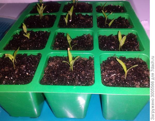 томат "Черный Мавр" от 26.01.2017. Высота ячеек 5-6 см. Семена поверхностно были расположены.