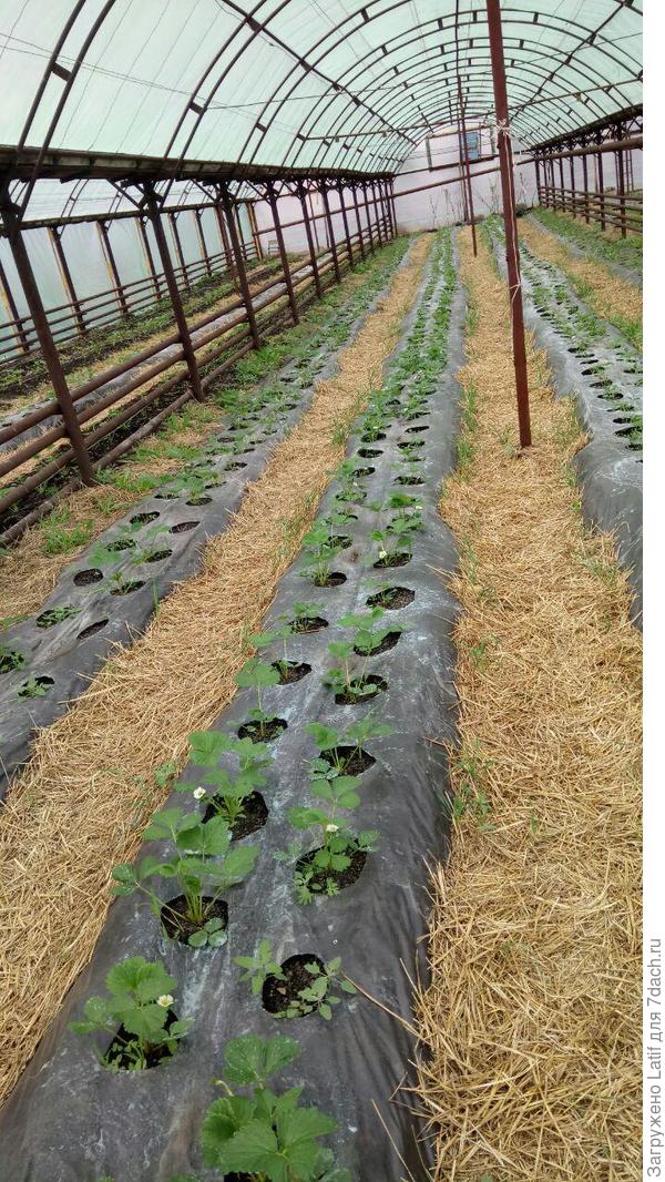 цветет клубника в теплице.