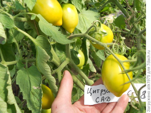 томат цитрусовый сад