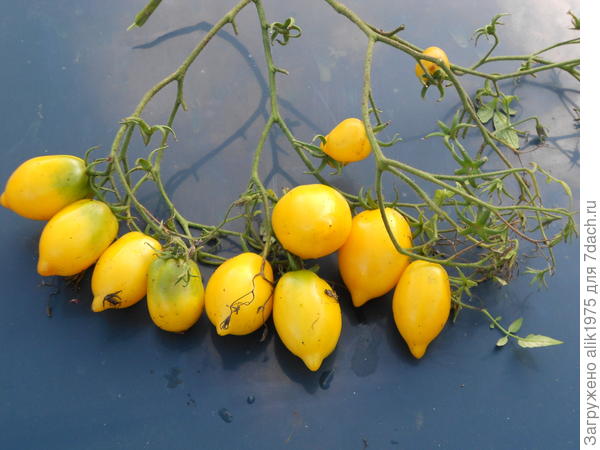 томат цитрусовый сад.