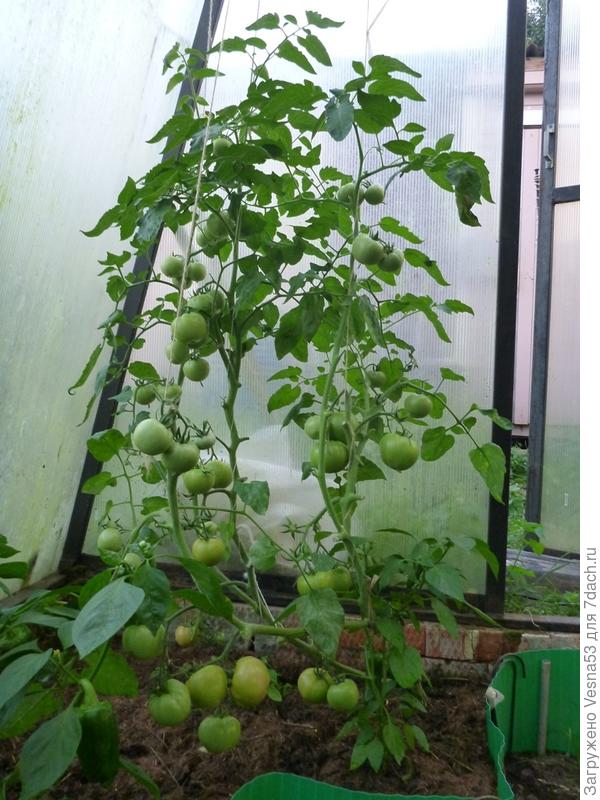 Что еще осталось дозревать на кусте после 2-го сбора, 13 августа 2017г.