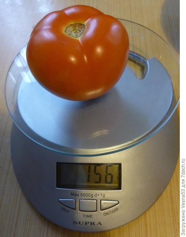 Самый крупный томат с Любаши F1, 13 августа 2017г.