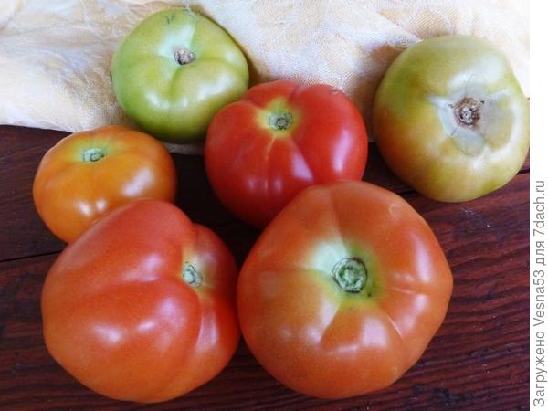 Первый урожай с Любаши в открытом грунте, 31 августа 2017г.