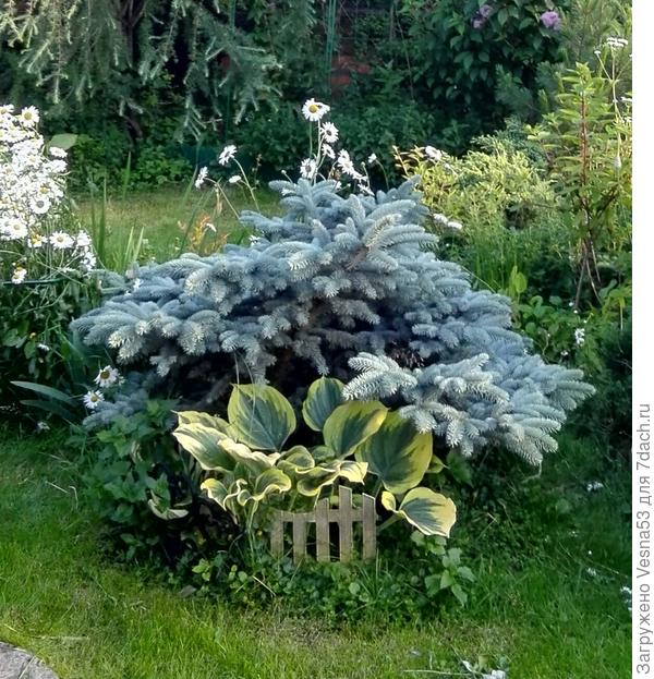 Ёлочка на даче, фото летнее