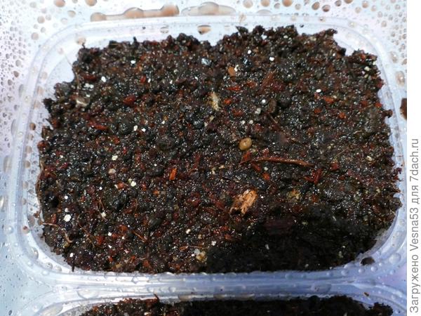 Посев. Семена засыпаны грунтом слоем 1 см и увлажнены из опрыскивателя.