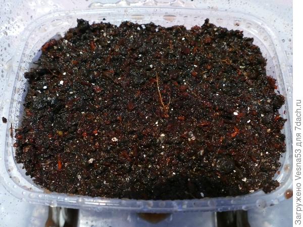 Семена засыпаны слоем почвы 1 см и увлажнены из опрыскивателя.
