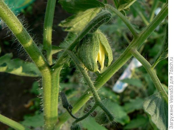 15 мая. Сокровище Инков F1 №2, первый цветок.