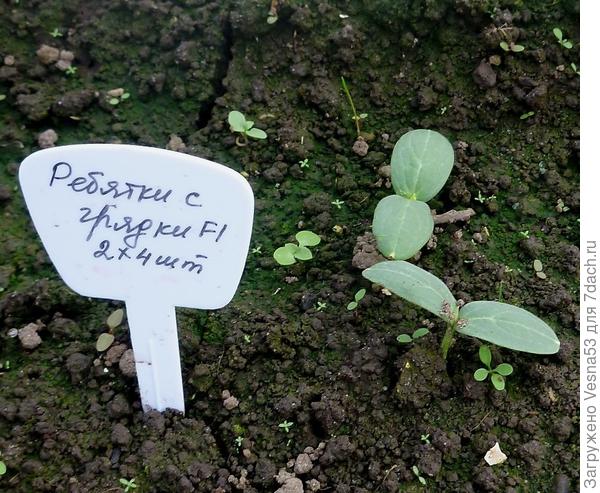 22 мая. Первая пара всходов огурца Ребятки с грядки F1.