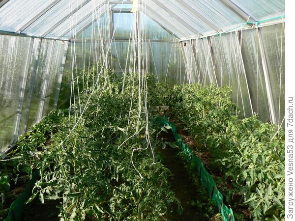 Томаты в теплице 1 июня.